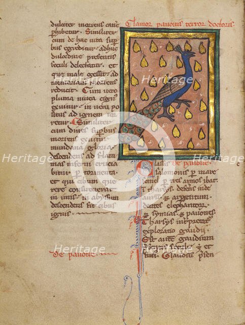 A Peacock; Bestiary, about 1270. Creator: Unknown.