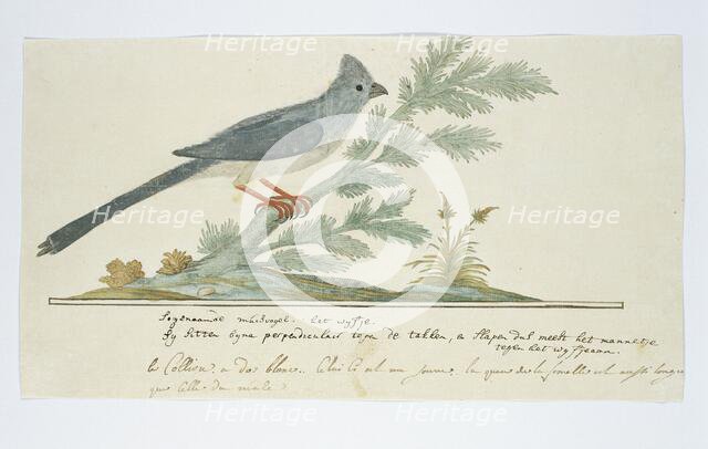 Colius striatus (Speckled mousebird), 1777-1786. Creator: Robert Jacob Gordon.