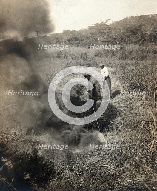 Miraflores, the Panama Canal Zone: rising smoke as two West Indian men burn grass away..., 1910. Creator: Unknown.