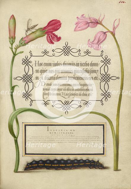 Imaginary Insect, Carnation, Bluebell, and Saturnid Caterpillar, 1561-2; illumination added 1591-6. Creator: Joris Hoefnagel.