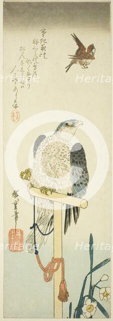 Falcon, sparrow, and narcissus, 1830s. Creator: Ando Hiroshige.