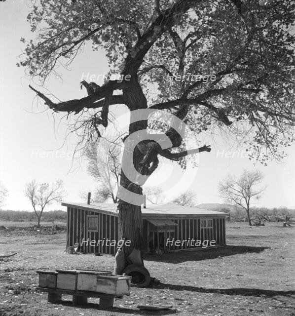 Temporary home, Bosque Farms project, New Mexico, 1935. Creator: Dorothea Lange.