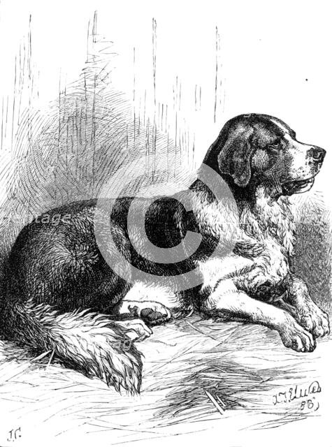 The St. Bernard Dog Show: Bayard, the Champion Rough-Coated Dog, 1883. Creator: J. G..