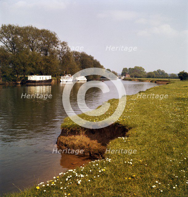Riverbank with daisies, West Berkshire, late 1960s or early 1970s. Artist: John Gay.