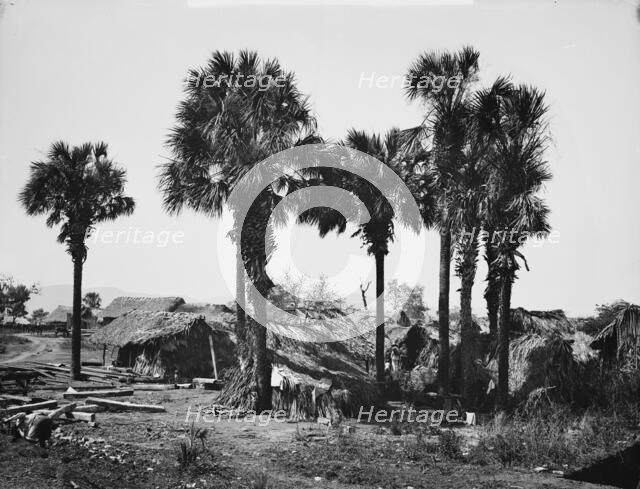 Palmettos at Rascon, between 1880 and 1897. Creator: William H. Jackson.