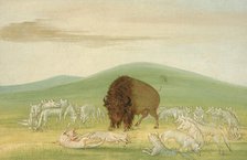 Wounded Buffalo Bull Surrounded by White Wolves, 1832-1833. Creator: George Catlin.