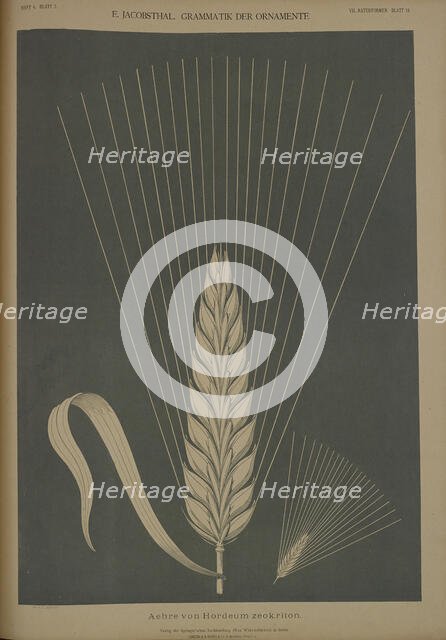 Ear of Hordeum zeokriton, 1874. Creator: Johann Eduard Jacobsthal.