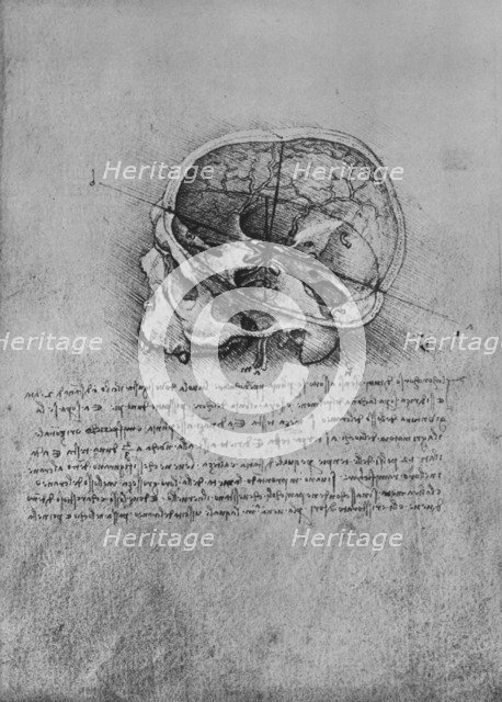 'Anatomical Drawing of a Skull to the Left', c1480 (1945). Artist: Leonardo da Vinci.