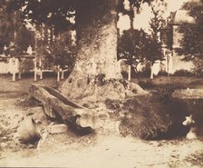 [The Large Tree at La Verrerie, Romesnil], ca. 1852. Creator: Louis-Rémy Robert.