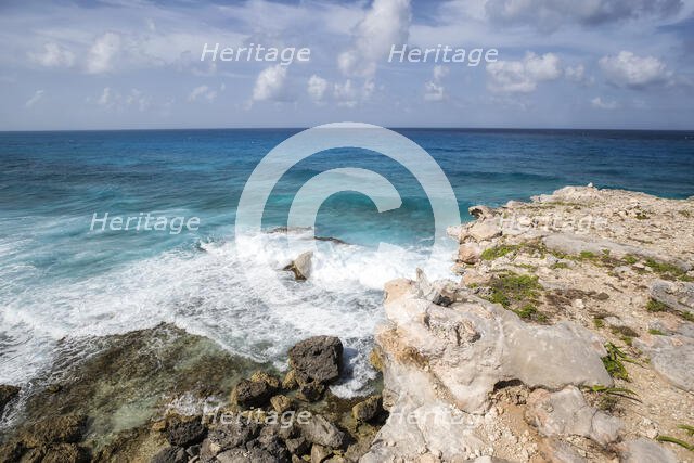 Iguana Paradise. Creator: Joshua Johnston.