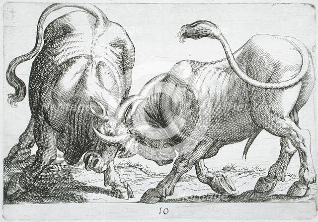 Two Bulls Fighting, 1610. Creator: Hendrick Hondius I.