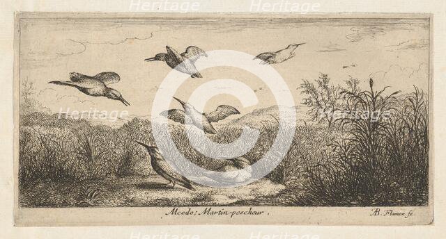 Alcedo, Martin-pescheur (The Kingfisher): Livre d'Oyseaux (Book of Birds), 1655-1660., Creator: albert flamen.