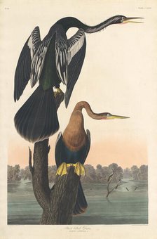 Black-bellied Darter, 1836. Creator: Robert Havell.