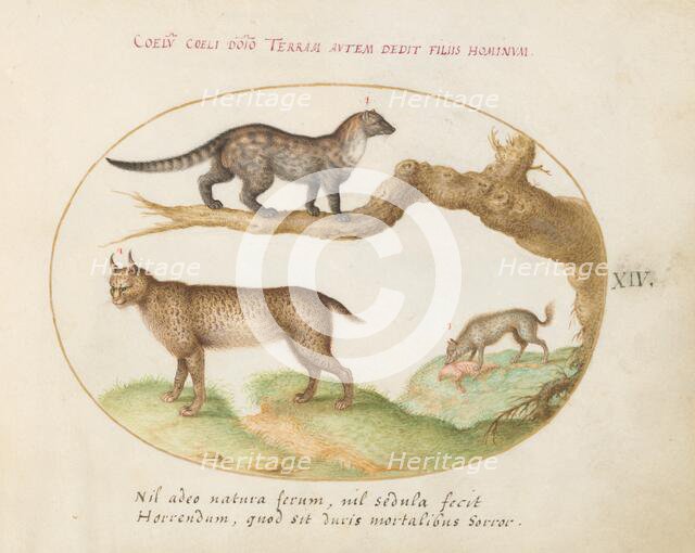 Animalia Qvadrvpedia et Reptilia (Terra): Plate XIV, c. 1575/1580. Creator: Joris Hoefnagel.