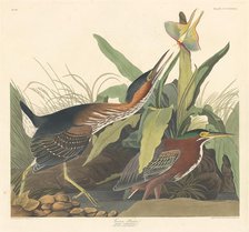 Green Heron, 1836. Creator: Robert Havell.