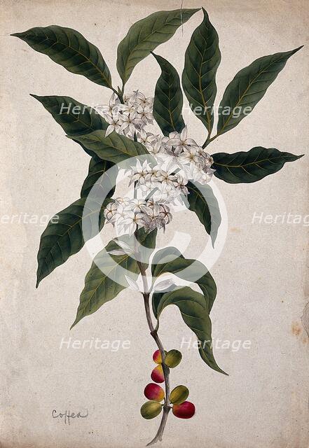 Coffee plant (Coffea arabica): flowering and fruiting stem. Creator: Unknown.