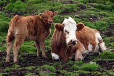 Cattle, Skye, Scotland.