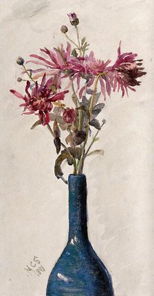 Pink flowers, possibly chrysanthemums, arranged in a bottle, 1898. Creator: Marie Stopes.
