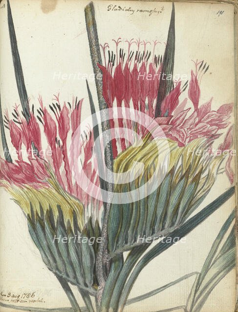 Cape flower, 1786. Creator: Jan Brandes.