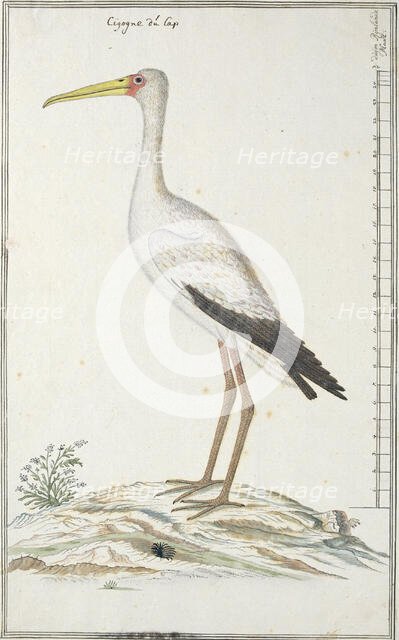 Mycteria ibis (Yellow-billed stork or Wood stork), c.1778. Creator: Robert Jacob Gordon.