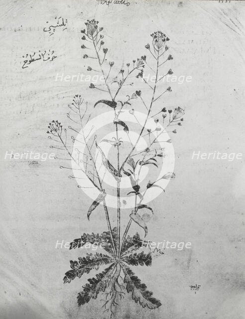 Reproduction of a botanical drawing, between 1915 and 1925. Creator: Frances Benjamin Johnston.