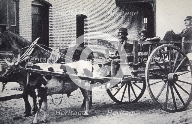 Mark Twain, American author, in the back of a horse and ox drawn cart, c1900. Artist: Unknown