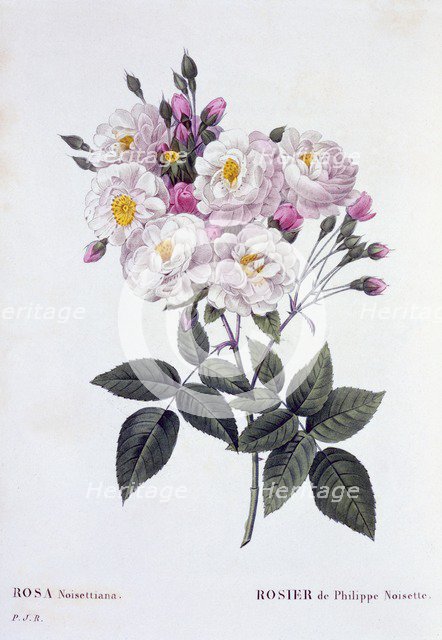 Rosa Noisettiana, 1824-1826.