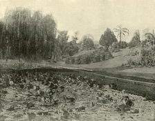 'Lily Pond, Brisbane Botanical Gardens', 1901. Creator: Unknown.