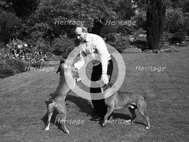 John Surtees playing with his pet dogs at home 1966. Creator: Unknown.
