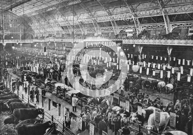 At the Smithfield Club cattle show, Agricultural Hall, Islington, London, 1902 (1903). Artist: Unknown.