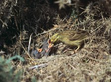 Yellowhammer and a nest. Artist: Unknown