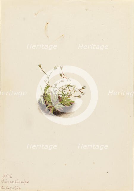 Pygmy Androsace (Androsace subumbellata), 1921. Creator: Mary Vaux Walcott.