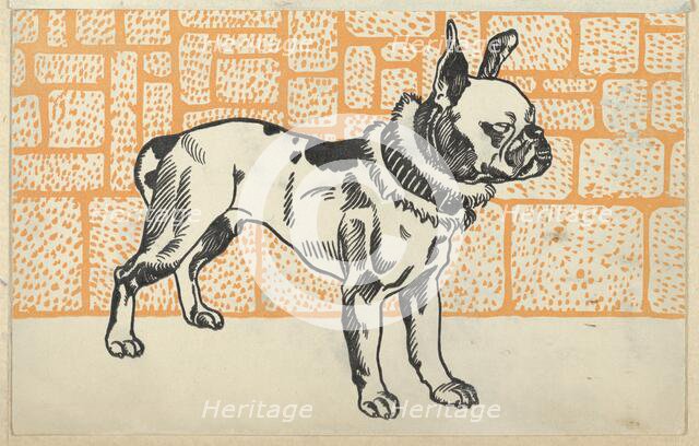 Pitbull Terrier, 1912. Creator: Moritz Jung.