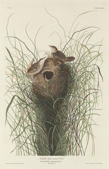 Nuttall's Lesser Marsh Wren, 1833. Creator: Robert Havell.