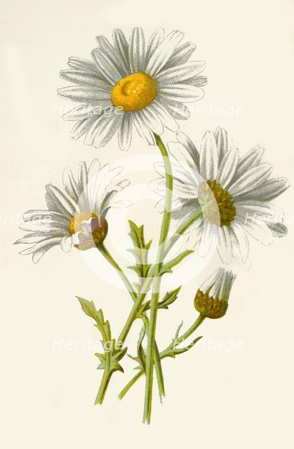 'Ox-Eye Daisy', 1877. Creator: Frederick Edward Hulme.