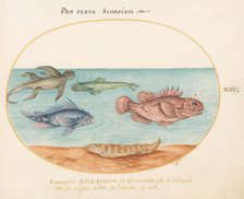 Animalia Aqvatilia et Cochiliata (Aqva): Plate XIV, c. 1575/1580. Creator: Joris Hoefnagel.