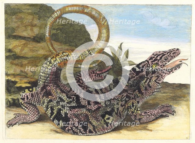 Sauvegarde. From the Book Metamorphosis insectorum Surinamensium, 1705. Creator: Merian, Maria Sibylla (1647-1717).