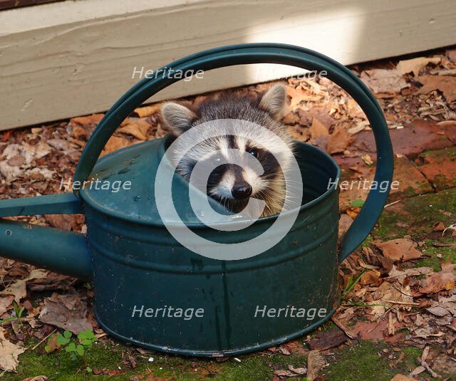 Racoon Baby. Creator: Tom Artin.