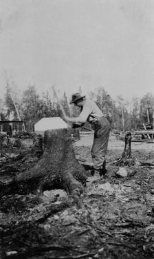 Man chopping down a tree, between c1900 and 1916. Creator: Unknown.
