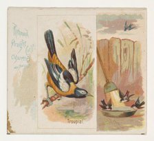 Troupial, from the Song Birds of the World series (N42) for Allen & Ginter Cigarettes, 1890. Creator: Allen & Ginter.