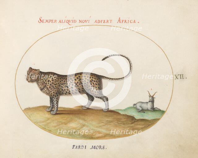 Animalia Qvadrvpedia et Reptilia (Terra): Plate XII, c. 1575/1580. Creator: Joris Hoefnagel.