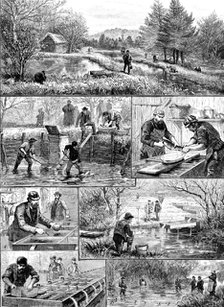 Fish-breeding; a Surrey trout-farm, 1890. Creator: Unknown.