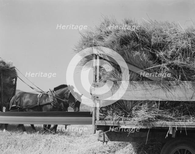 Threshing, midsummer noon. Five miles west of Malin. Klamath County, Oregon, 1939. Creator: Dorothea Lange.