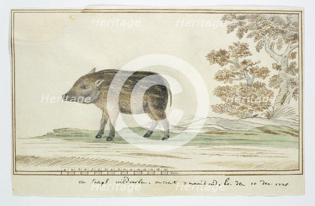 Phacochoerus aethiopicus aethiopicus (Cape warthog), 1778. Creator: Robert Jacob Gordon.