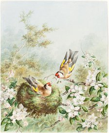 Gold Finches and Their Nest in an Apple Tree, 1878. Creator: Harry Bright.