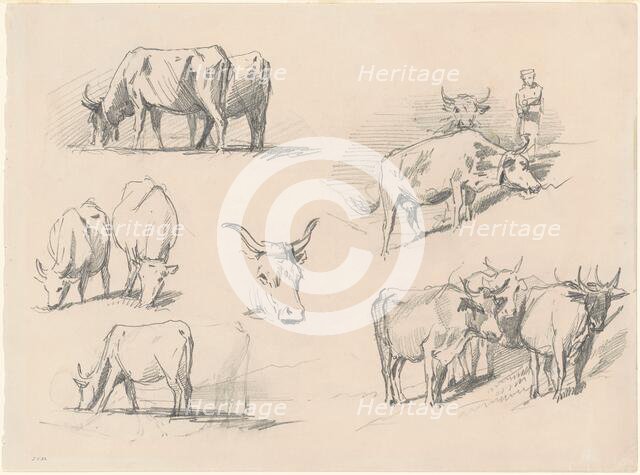 Studies of Cattle, c. 1872. Creator: John Singer Sargent.
