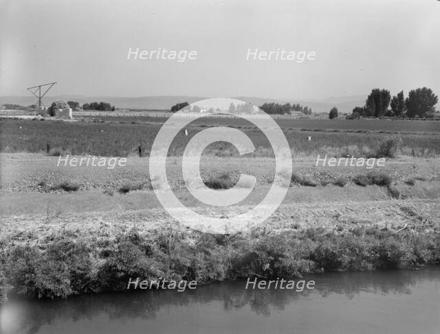 Washington, Yakima Valley, near Wapato, 1939. Creator: Dorothea Lange.