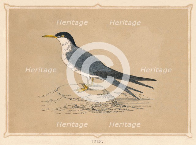 'Tern', (Sternidae), c1850, (1856). Artist: Unknown.