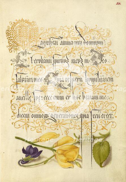 Sweet Violet and Spanish Broom, 1561-1562; illumination added 1591-1596. Creator: Joris Hoefnagel.