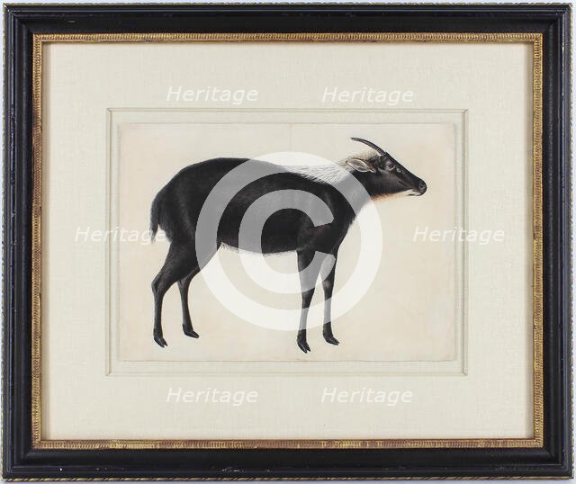 A Chinese Serow (Capricornis milneedwardsi argyrochaetes), ca. 1800. Creator: Unknown.